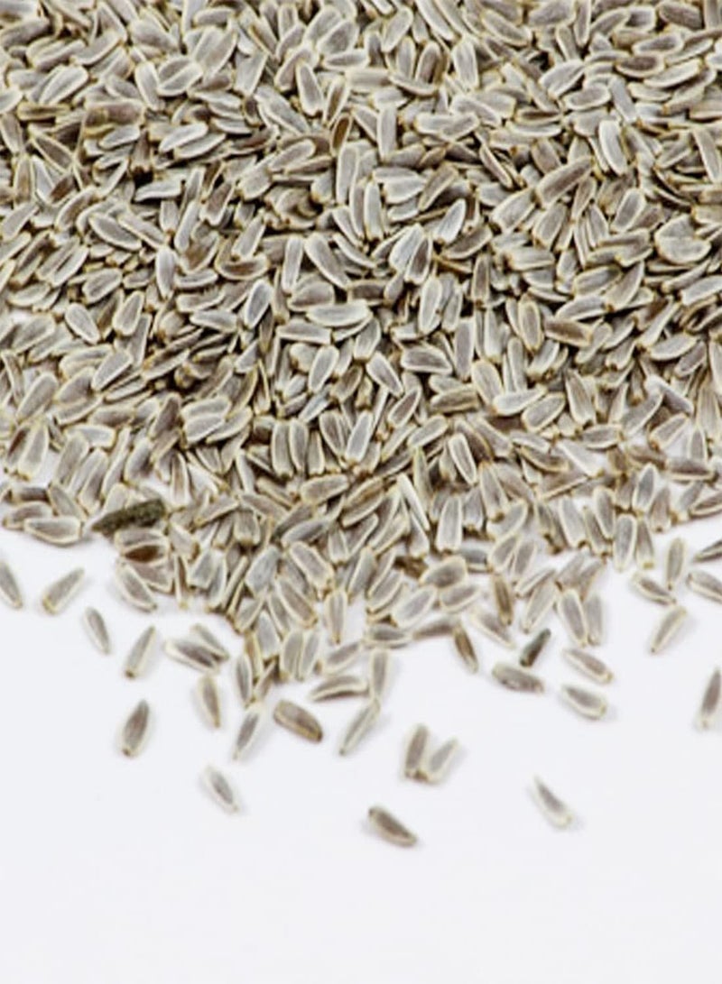 GGOOT 10 Achillea White Flower Seeds UK Yarrow Wildflower Daisy for Gardens & Meadows - Image 4