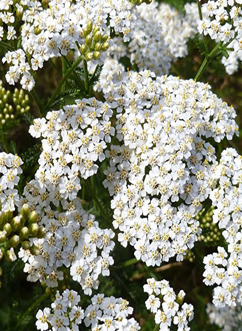 GGOOT 10 Achillea White Flower Seeds UK Yarrow Wildflower Daisy for Gardens & Meadows - Image 5