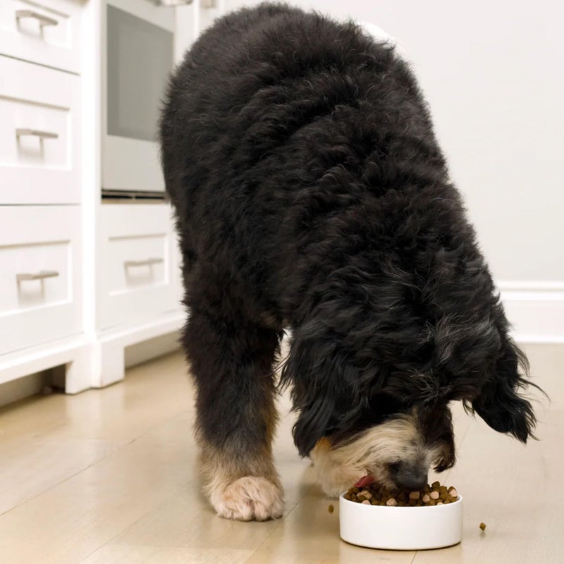 Open Farm, RawMix Grain-Free Dry Dog Food, Protein-Packed Kibble Coated in Bone Broth with Freeze Dried Raw Chunks, Chicken & Turkey, Open Prairie Recipe, 3.5lb Bag - Image 4