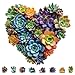 Mys Aurora Jigsaw PuzzlesFSC Certified 200 Pieces Heart Succulent Wooden Puzzles for Adults Unique Shaped Plant PuzzlesBrain Teaser Family Flower Puzzle Game Medium 117 x 112 - Image 2