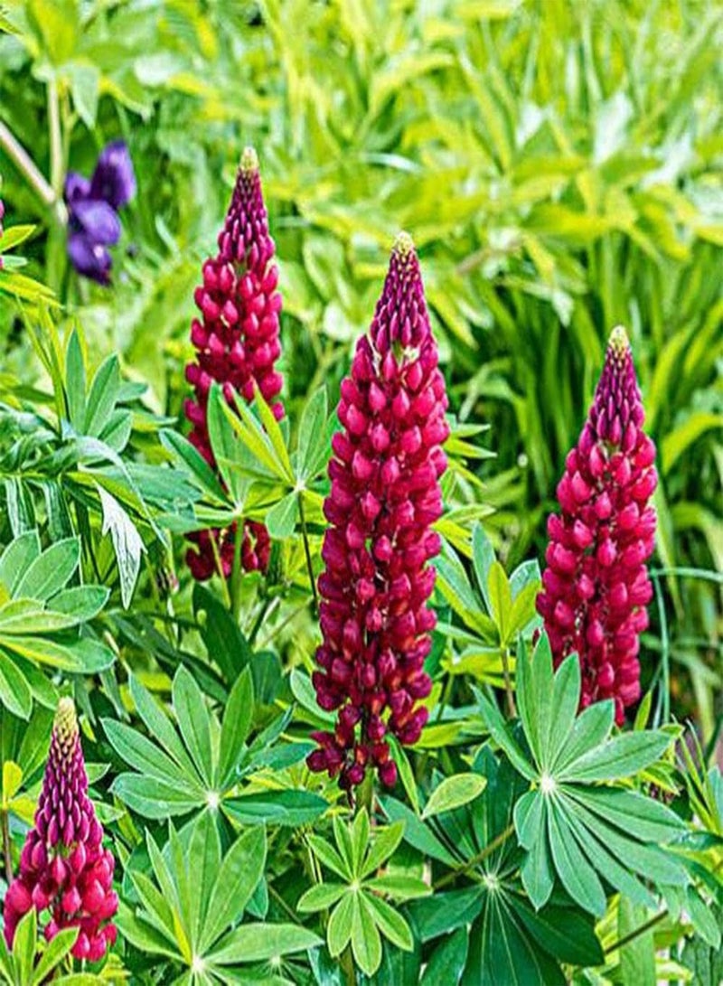 جي جوت 100 قطعة من بذور الترمس المزروعة في الحديقة، لون النورات الغني، مورفولوجيا الألوان هي مادة تكوين نادرة في تنسيق الحدائق - Image 2