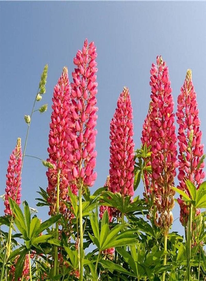 جي جوت 100 قطعة من بذور الترمس المزروعة في الحديقة، لون النورات الغني، مورفولوجيا الألوان هي مادة تكوين نادرة في تنسيق الحدائق - Image 4