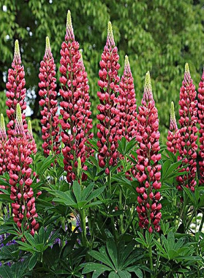 جي جوت 100 قطعة من بذور الترمس المزروعة في الحديقة، لون النورات الغني، مورفولوجيا الألوان هي مادة تكوين نادرة في تنسيق الحدائق - Image 3