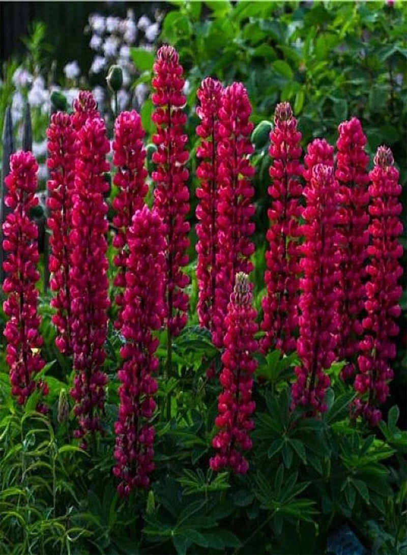 جي جوت 100 قطعة من بذور الترمس المزروعة في الحديقة، لون النورات الغني، مورفولوجيا الألوان هي مادة تكوين نادرة في تنسيق الحدائق - Image 1