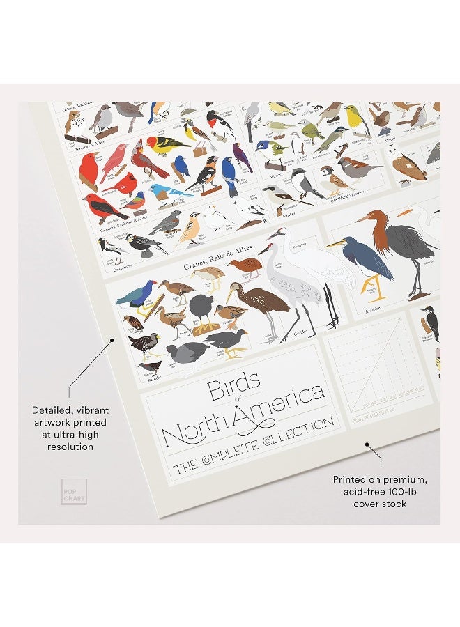 Pop Chart Lab Pop Chart - Poster Prints (24x36) - Prints All About Birds - Printed on Archival Stock - Features Fun Facts About Your Favorite Things - Image 2