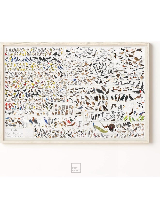 Pop Chart Lab Pop Chart - Poster Prints (24x36) - Prints All About Birds - Printed on Archival Stock - Features Fun Facts About Your Favorite Things - Image 3