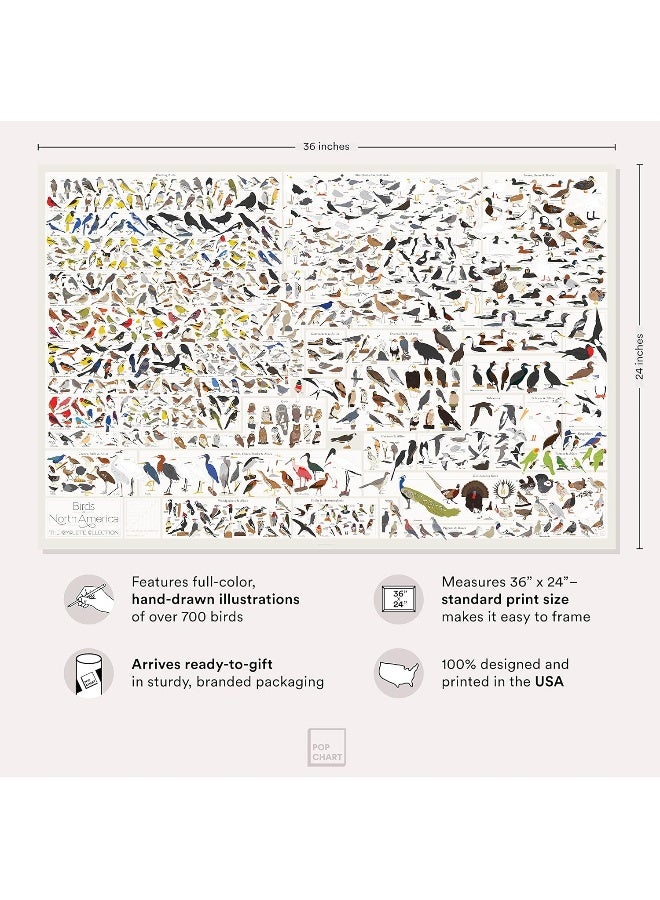 Pop Chart Lab Pop Chart - Poster Prints (24x36) - Prints All About Birds - Printed on Archival Stock - Features Fun Facts About Your Favorite Things - Image 5