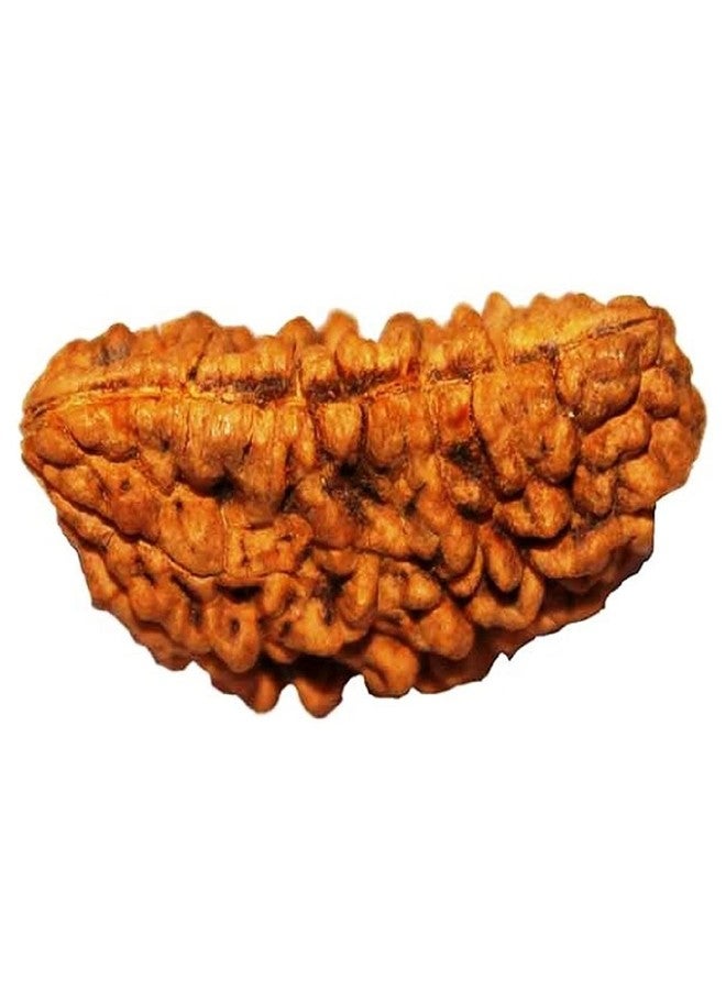 numeroastro Genuine & Natural One Face | 1 Mukhi Rudraksha Bead with Lab Certificate (1 Pc) - Image 2
