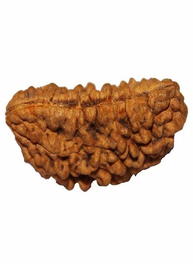 numeroastro Genuine & Natural One Face | 1 Mukhi Rudraksha Bead with Lab Certificate (1 Pc) - Image 1