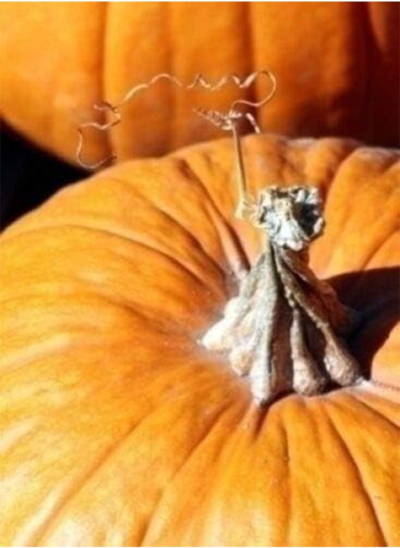 GGOOT - 25 Mammoth Gold Pumpkin Cucurbita Maxima Carving Pie Vegetable seeds *Comb S/H - Image 1