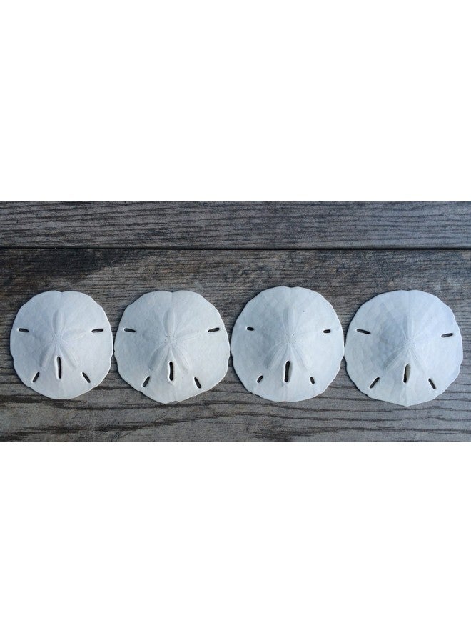 Nautical Crush Trading Sand Dollar | Real Sand Dollars 3" To 3 1/2" (Set Of 4) | Sand Dollar Shells | Seashell Wedding | Sand Dollars For Crafts Plus Free Nautical Ebook By Joseph Rains