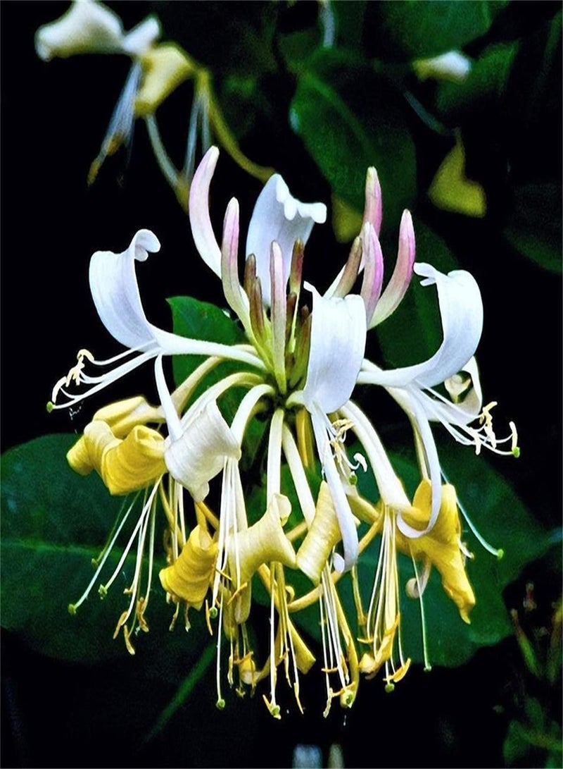 GGOOT Colorful Honeysuckle Seeds UK/Potted Garden Plants/Decor Lovely Flower/Fragrance Beautiful Flower Seed/Heirloom Garden Simple Planting-200 Seeds - Image 2
