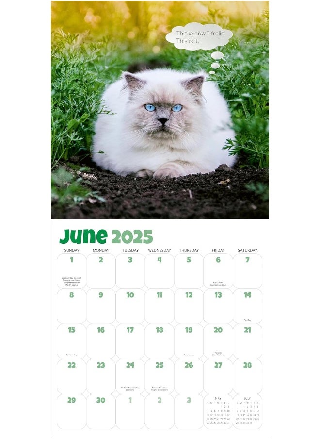 Chonkers Wall Calendar 2025: A Year of Cats Large and In Charge