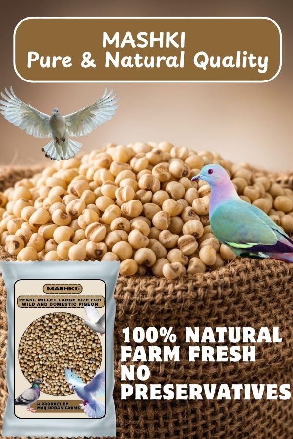 MASHKI Premium White Pearl Millet Bird Food, Natural Seeds for All Birds (500 Gm) - Image 5