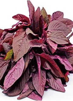 GGOOT Amaranthus Seeds 300pcs  - Image 1