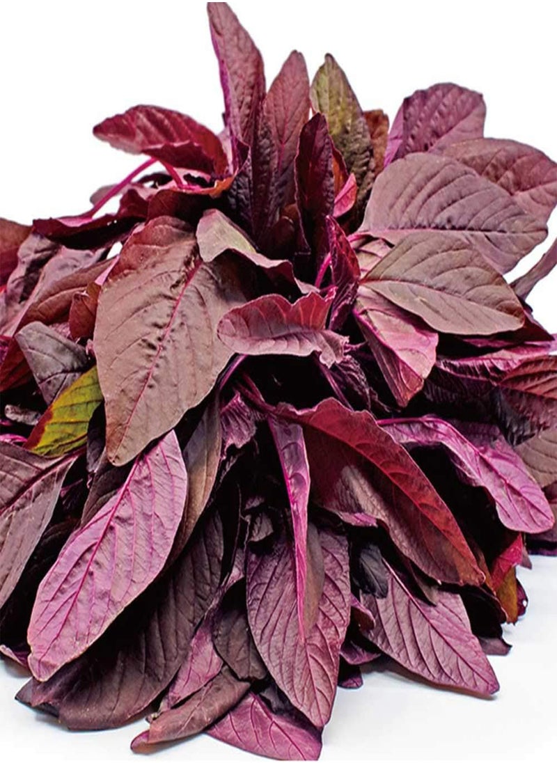GGOOT Amaranthus Seeds 300pcs  - Image 1