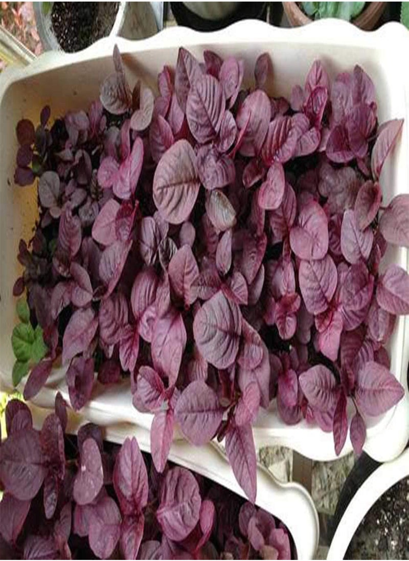 GGOOT Amaranthus Seeds 300pcs  - Image 3