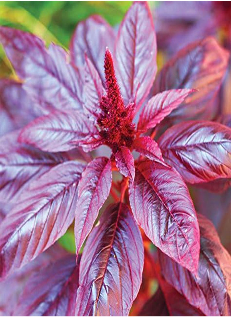 GGOOT Amaranthus Seeds 300pcs  - Image 5