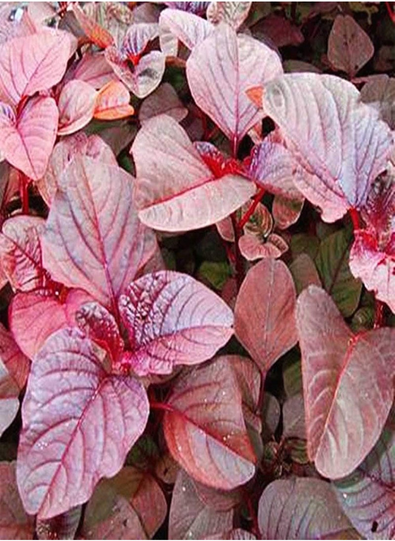 GGOOT Amaranthus Seeds 300pcs  - Image 2