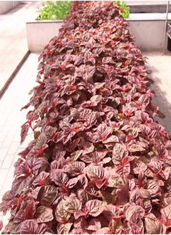 GGOOT Amaranthus Seeds 300pcs  - Image 4
