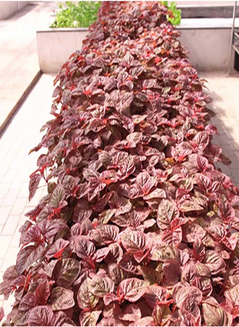 GGOOT Amaranthus Seeds 300pcs  - Image 4