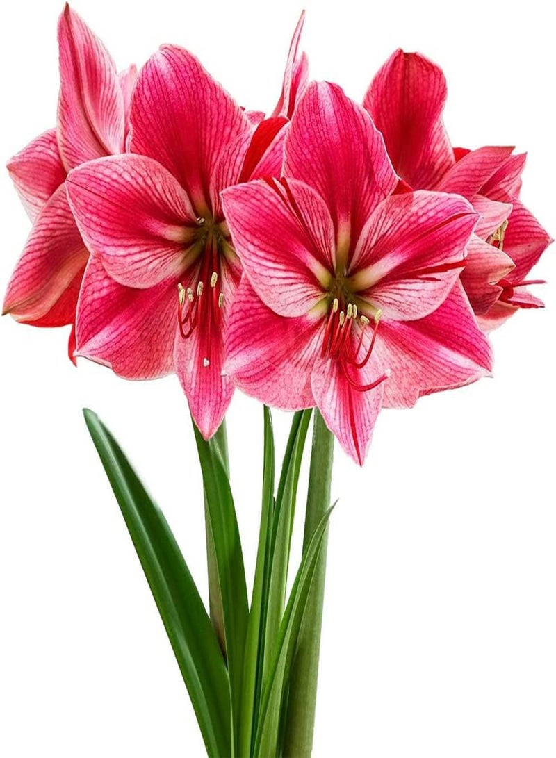جي جوت 2 x rosafarbene Amaryllis Zwiebeln Werden zu Einer bezaubernden Landschaft im Haus Machen Sie Schnittblumensträuße für die langfristige Erhaltung Machen Sie die Umgebung schöner - Image 1
