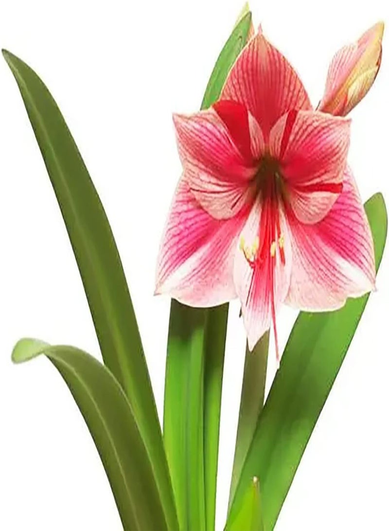 جي جوت 2 x rosafarbene Amaryllis Zwiebeln Werden zu Einer bezaubernden Landschaft im Haus Machen Sie Schnittblumensträuße für die langfristige Erhaltung Machen Sie die Umgebung schöner - Image 2