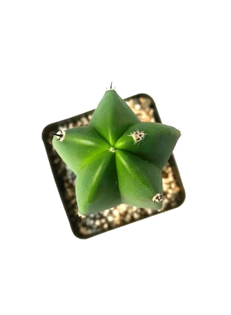 PLANT Blue Myrtle Cactus 18–20 cm Live Succulent Plant | Myrtillocactus Geometrizans Blue Cactus | Easy Care Decorative Indoor & Outdoor Cactus Plant for Home Office Decor - Image 3