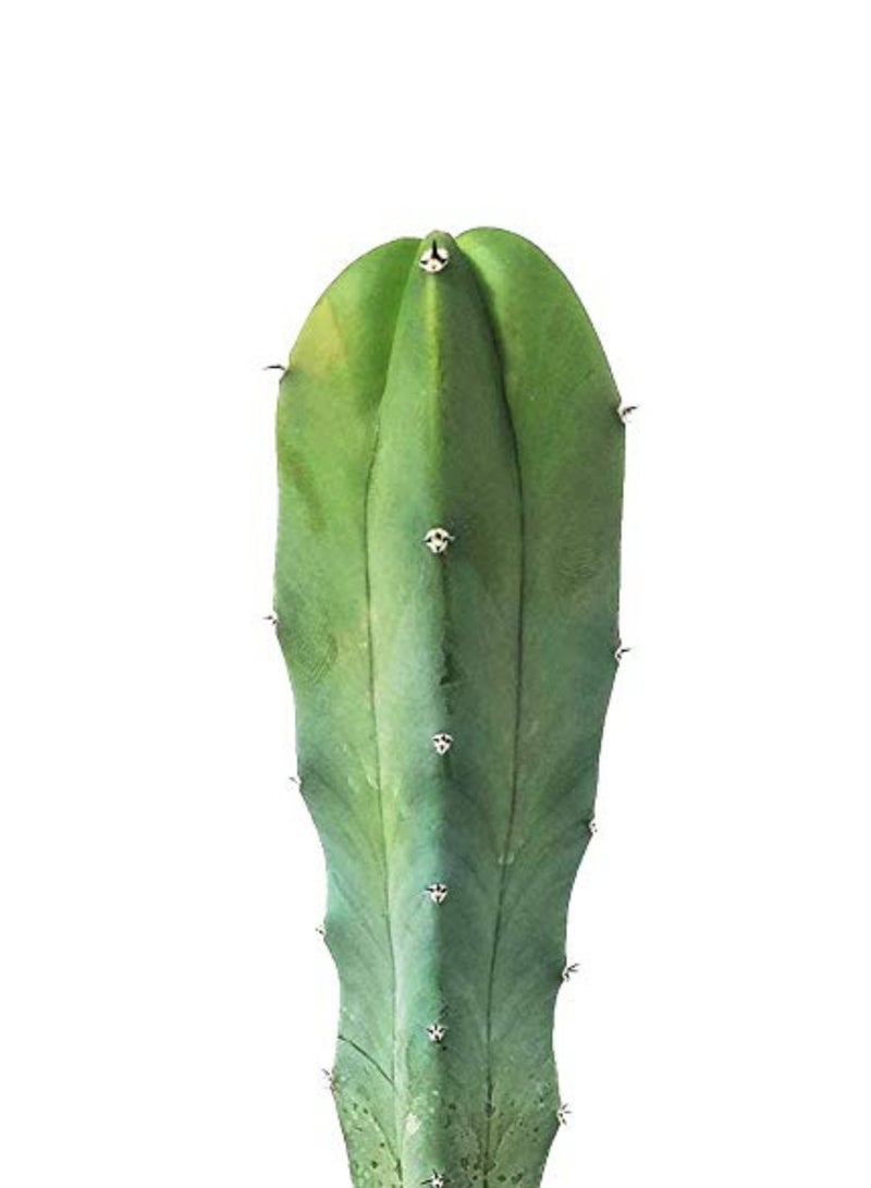 PLANT Blue Myrtle Cactus 18–20 cm Live Succulent Plant | Myrtillocactus Geometrizans Blue Cactus | Easy Care Decorative Indoor & Outdoor Cactus Plant for Home Office Decor - Image 4