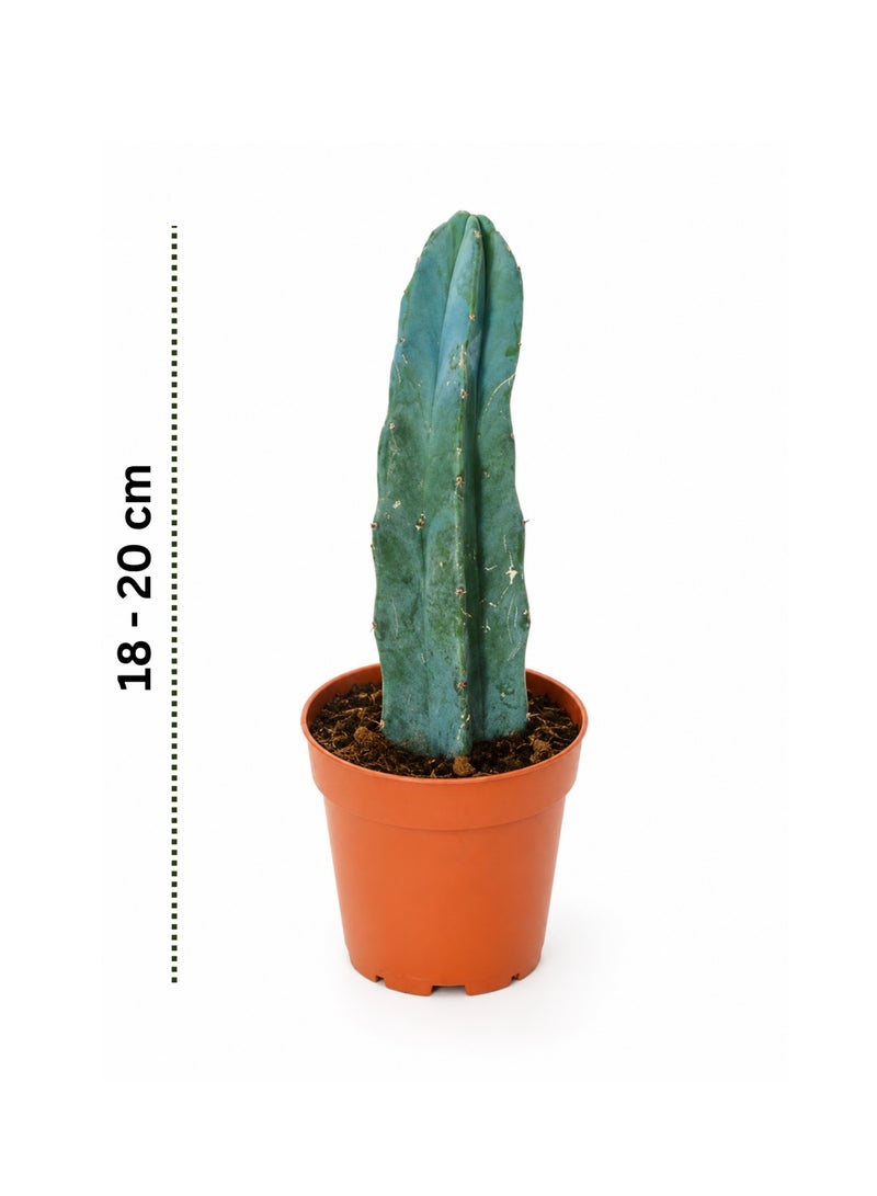 PLANT Blue Myrtle Cactus 18–20 cm Live Succulent Plant | Myrtillocactus Geometrizans Blue Cactus | Easy Care Decorative Indoor & Outdoor Cactus Plant for Home Office Decor - Image 2