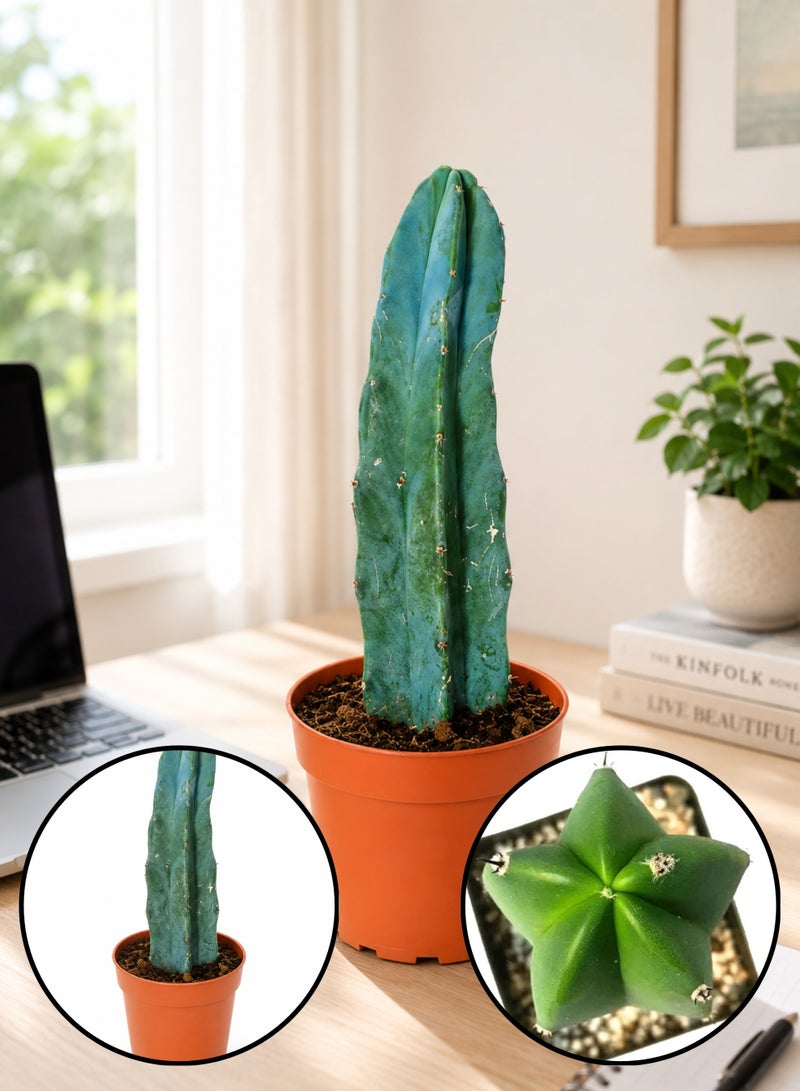 PLANT Blue Myrtle Cactus 18–20 cm Live Succulent Plant | Myrtillocactus Geometrizans Blue Cactus | Easy Care Decorative Indoor & Outdoor Cactus Plant for Home Office Decor - Image 1