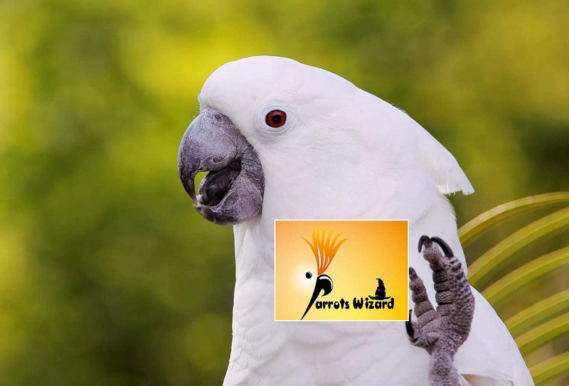 Parrots Wizard Large Sunflower Seeds for Big Parrot (1900 Grams), All Life Stages, bird - Image 4