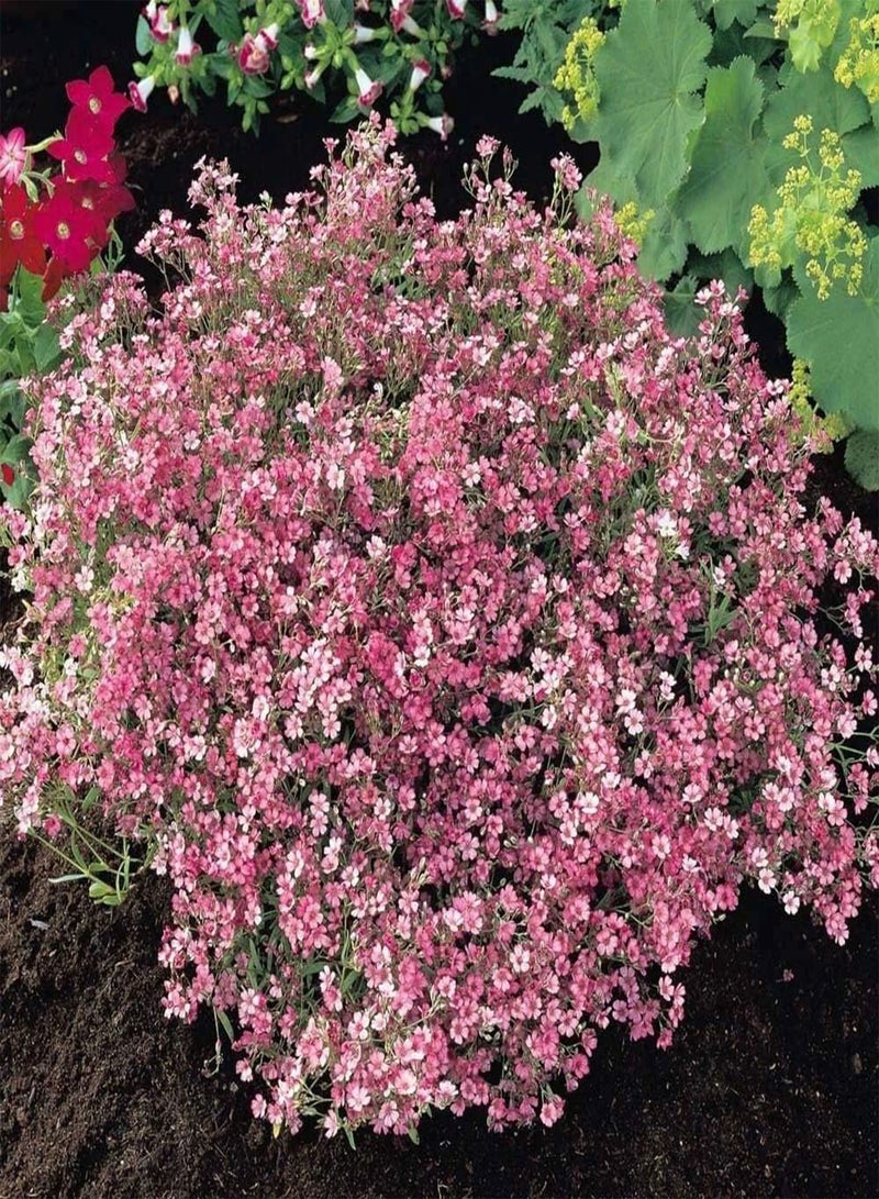 جي جوت بذور نبات جيبسوفيلا الوردي (Gypsophila rosea) لديكور الحديقة - Image 1