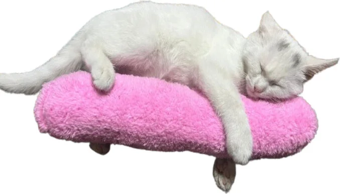 Tineke Cat Toy Hugging Pillow Sleeping Toy Cat Grass 30 cm Plush (1 Piece