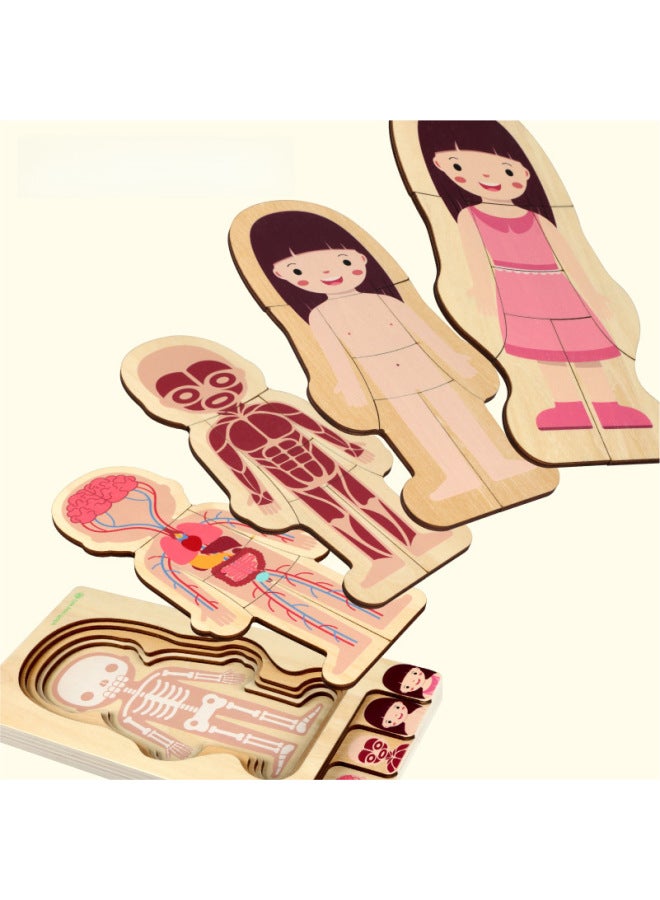Koryo Baby Boys Girls Body Structure Puzzle Multi-layer 0.5 Wooden Children's Educational Toys Laser Engraving-Color:GLBB-Boy's Body Puzzle - Image 3