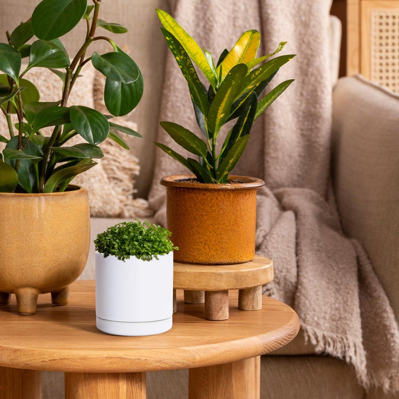 D'vine Dev 3.5 Inch Ceramic Planter Pot with Drainage Hole and Saucer, Indoor Cylinder Round Planter Pot, White, 94-O-A-1 - Image 4