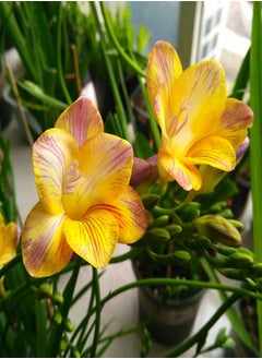 GGOOT 10pcs rare yellow freesia seeds perennial flower seeds potted seeds courtyard patio balcony planting add color to the garden  - Image 2