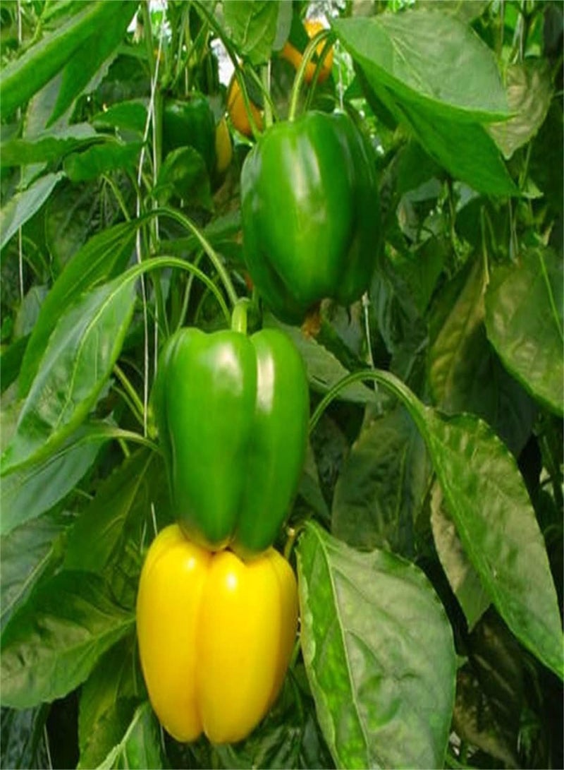 GGOOT Chilli Pepper Seeds for Planting Asian Vegetables Spaghetti Seeds for Planting Now Vegetable Plants-100 Seeds