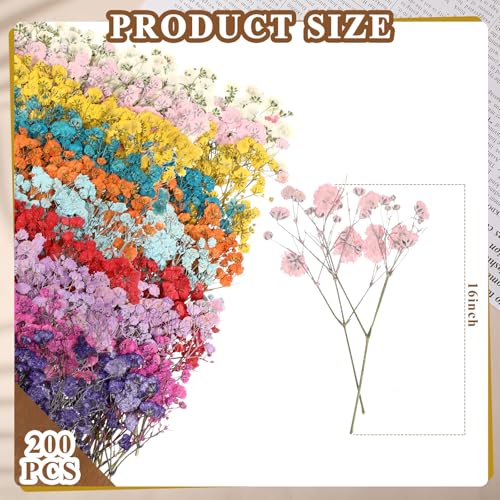 Woanger 200 Pcs Mini Dried Baby's Breath Flowers Real Natural Pressed Bulk Baby's Breath Flowers Gypsophila Bouquet & Branches-gypsophila for Wedding, Card Making, Resin Art, DIY, Bulk, 10 Color - Image 2