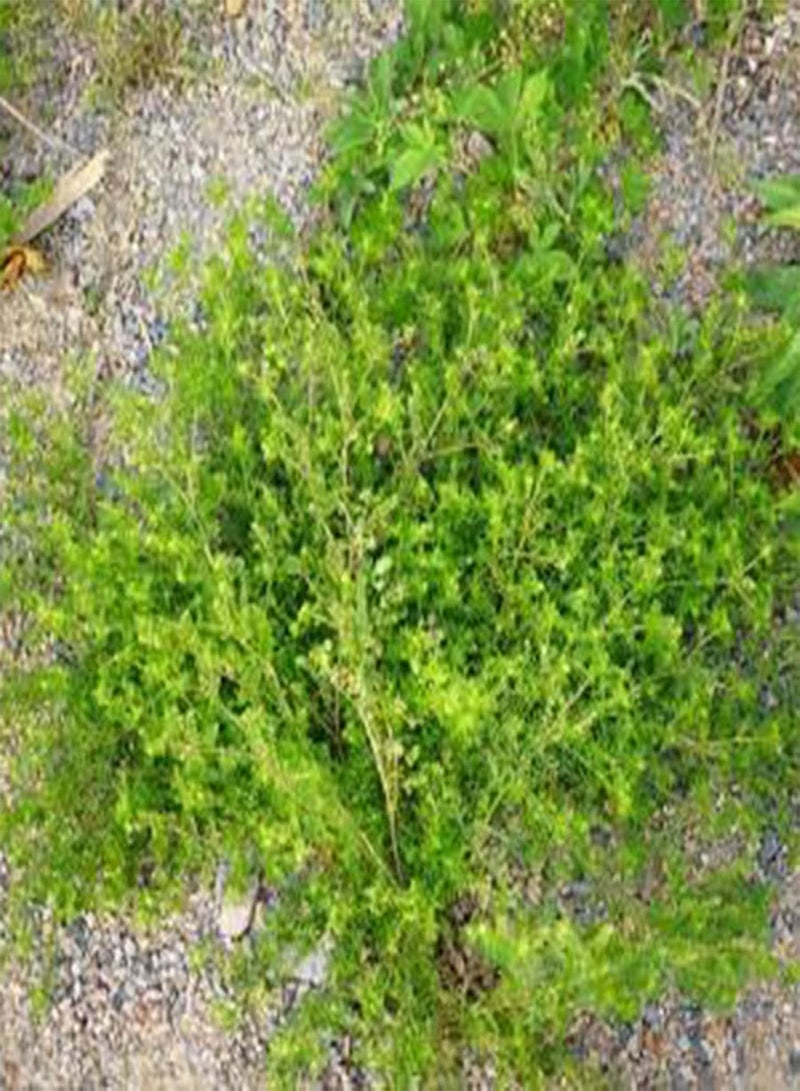 GGOOT 100Pcs Sagina Seeds Healthy Nutritious Special Moss Plant Sagina Subulata Seeds for Garden Plant Garden Seeds Seed - Image 1
