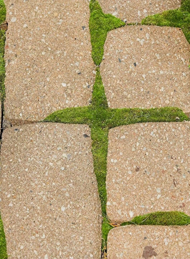 GGOOT 100Pcs Sagina Seeds Healthy Nutritious Special Moss Plant Sagina Subulata Seeds for Garden Plant Garden Seeds Seed - Image 5