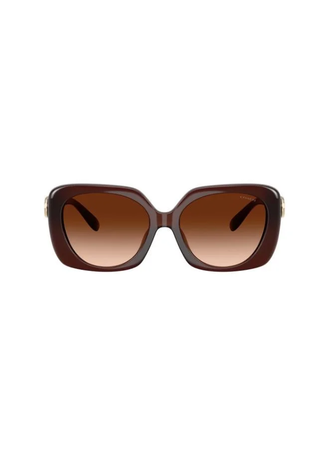 COACH Coach Woman Injected Sunglasses