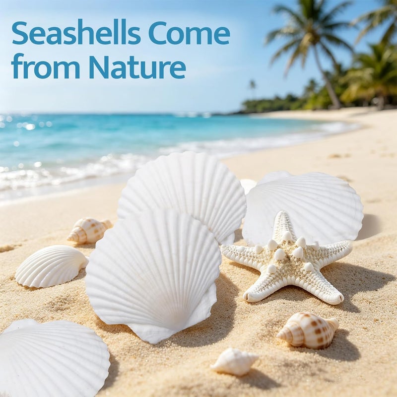 SINKOO صدف الحبار باللون الأبيض، طبيعية، 16 قطعة، للاستخدام في الحرف اليدوية أو لتزيين منزلك أو حفل زفاف على شاطئ الجميلات - Image 3