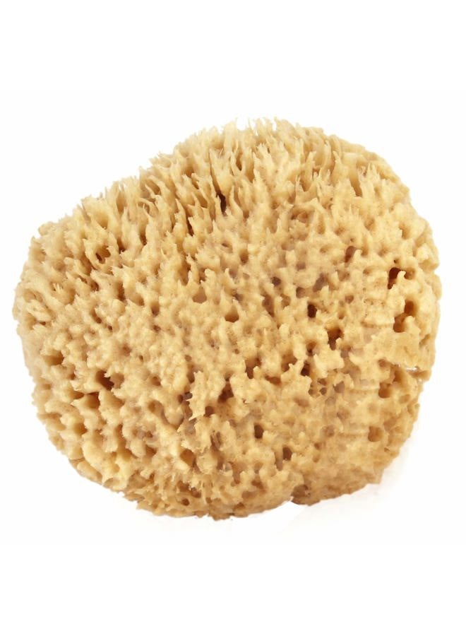 Bath & Shower Express Sea Wool Sponge 4-5" (Small) by Bath & Shower Express ® Natural Authentic Renewable Resource for Women & Men Esponja for Exfoliating and Washing Body - Image 1