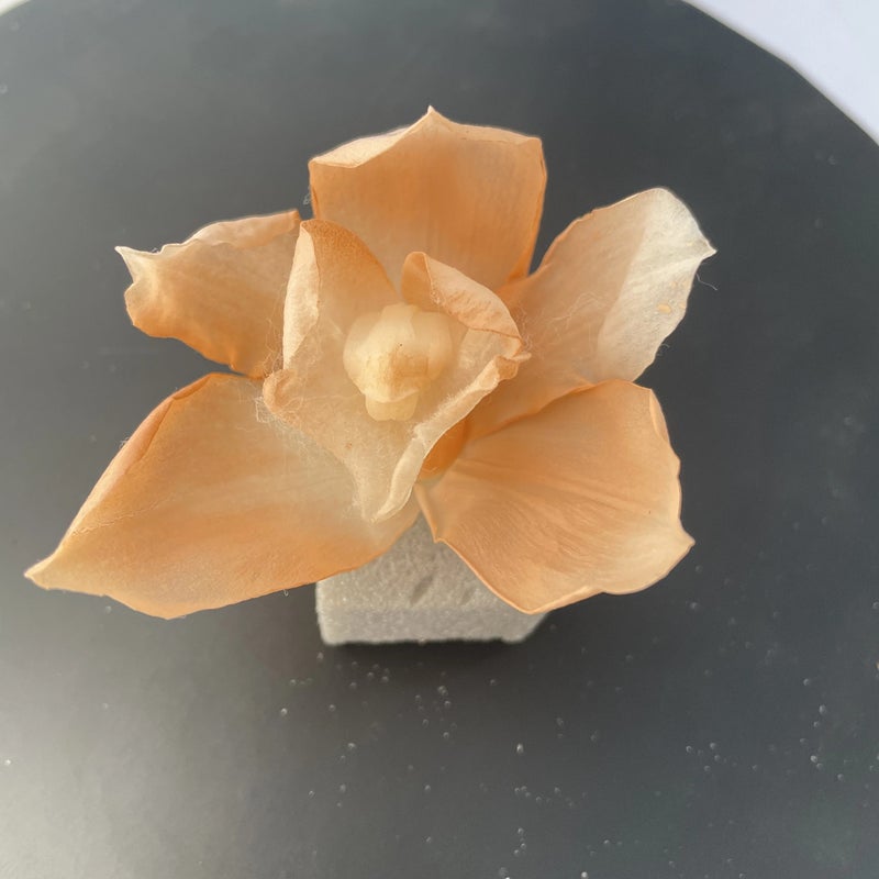 Bluejw Eternal Real Orchid Flower – Preserved Dried Plants for Long-Lasting Wedding, Home & Party Decoration (Lasts Years Without Water) - Image 3