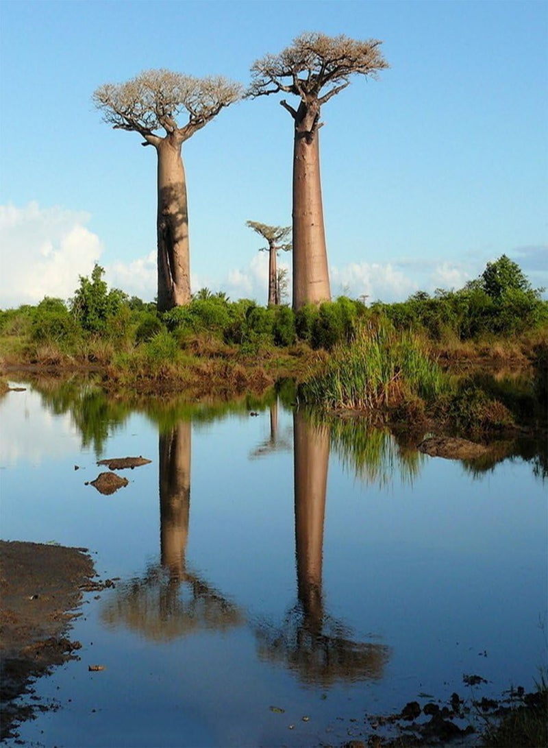 GGOOT 10Pcs Seeds Adansonia Digitata Baobab Tree Seeds Exotic Outdoor Plant High Germination - Image 3