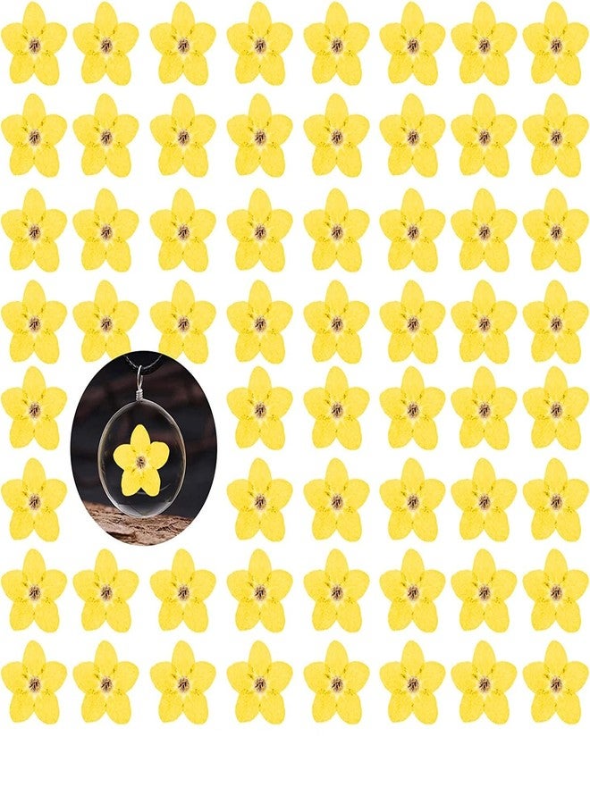 HEISENLIN زهور لا تنساني مجففة من هايزنلين، 60 قطعة، صفراء، طبيعية، مثالية للأعمال اليدوية، وصناعة المجوهرات الراتنجية، والشموع، والبطاقات، وفن الأظافر، وزينة الزهور - Image 1