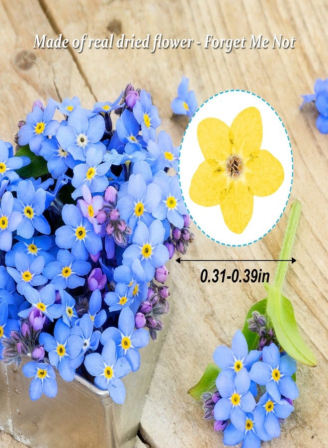 HEISENLIN زهور لا تنساني مجففة من هايزنلين، 60 قطعة، صفراء، طبيعية، مثالية للأعمال اليدوية، وصناعة المجوهرات الراتنجية، والشموع، والبطاقات، وفن الأظافر، وزينة الزهور - Image 2