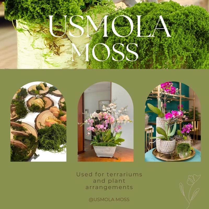 USMOLA 3.5 أونصة من الطحالب الصناعية للنباتات الداخلية – طحالب صناعية لتزيين مراكز الطاولات، الحدائق السحرية، الأقفاص الزجاجية – طحالب واقعية مصنوعة يدويًا لديكورات حفلات الزفاف وأعياد الميلاد (لون أخضر فاتح) - Image 5