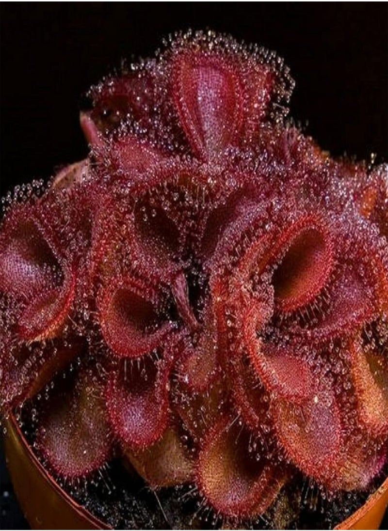 GGOOT - 20Pcs Drosera Falconeri Seeds Rare Carnivorous Plant Seeds Easy Grow Bonsai Potted Plant Decor Seed - Image 1